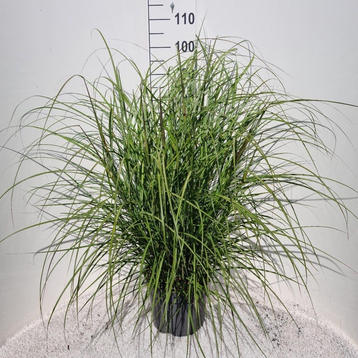 Miscanthus Red Chief
