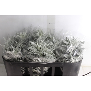 CINERARIA MARITIMA P15