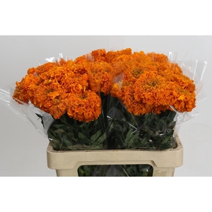 Tagetes Marigold Promise Orange