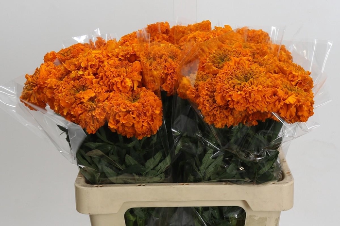 Tagetes Marigold Promise Orange