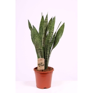 Sansevieria zeylanica
