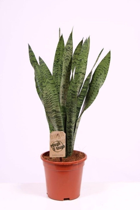 <h4>Sansevieria zeylanica</h4>