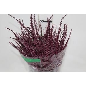 FLOR DE DRACENA POA ROXO