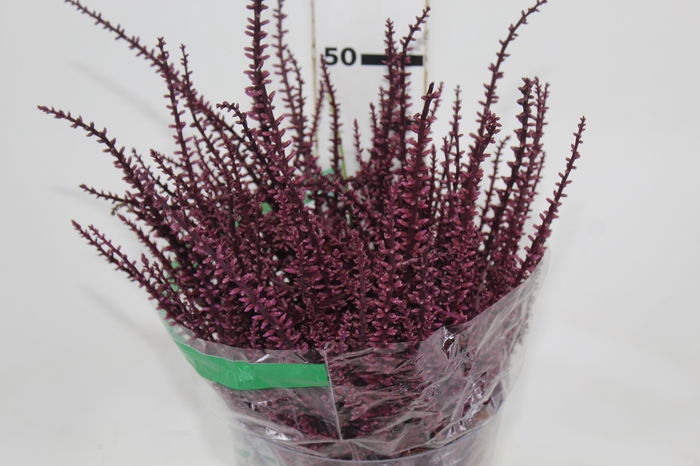 <h4>FLOR DE DRACENA FLOR DE DRACENA VINHO</h4>