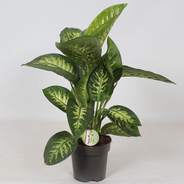 <h4>Dieffenbachia seguine Reeva</h4>