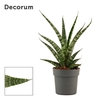 Sansevieria Tiger crown 12 cm (Decorum)