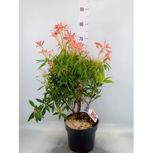 Pieris japonica 'Forest Flame'