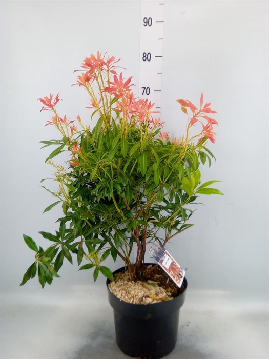 <h4>Pieris japonica 'Forest Flame'</h4>