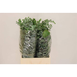 Euc Cinerea Per Bos