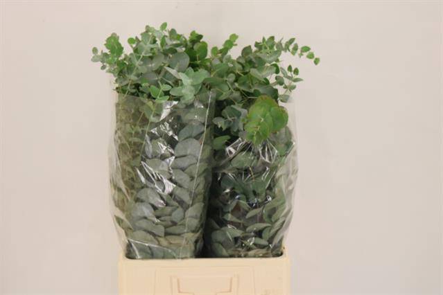 <h4>Euc Cinerea Per Bos</h4>
