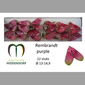 ANTH A REMBR PURPLE
