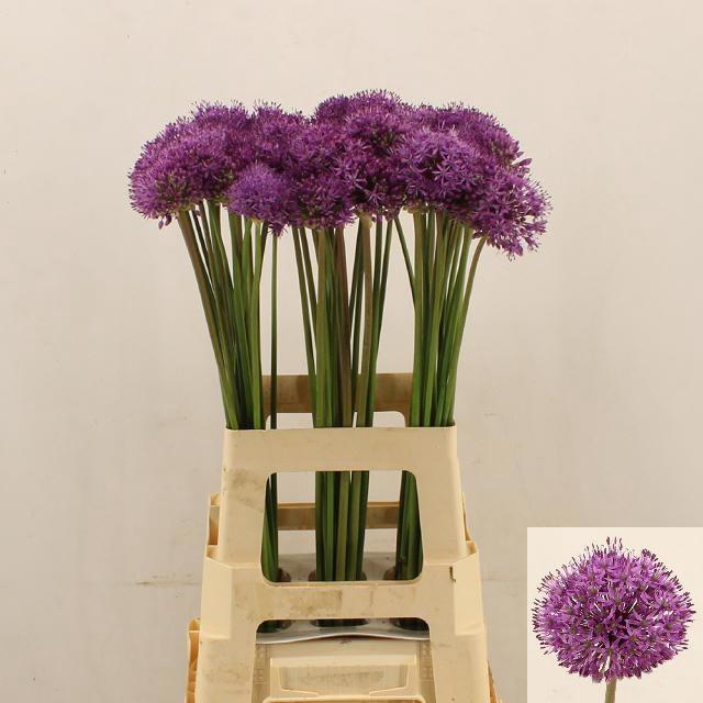 <h4>ALLIUM GLADIATOR</h4>