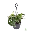 Epipremnum Pinnatum Variegata Hangpot 15Ø 40cm