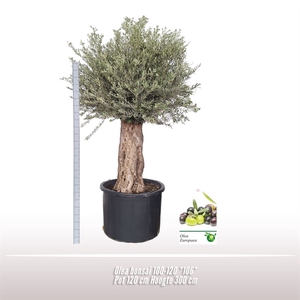 Olea bonsai 100-120 *106*