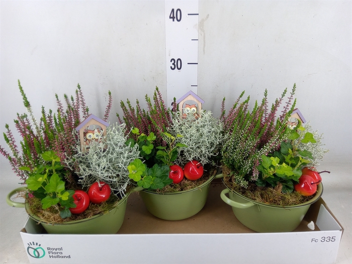 <h4>Arr.   Tuinplanten L%</h4>