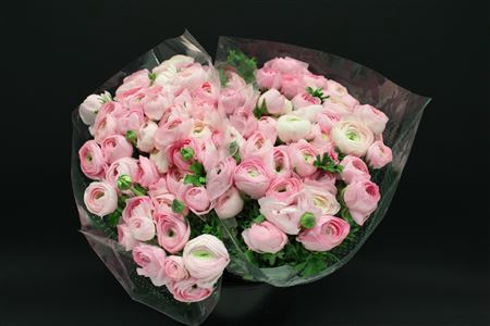 <h4>Ranonkel Zwaar Licht Rose</h4>