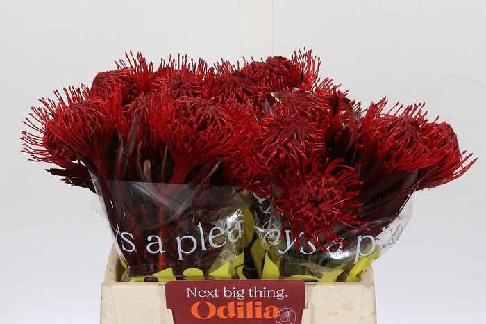 <h4>LEUCO NAOMI KLB H%</h4>