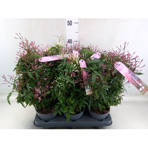 Jasminum polyanthum   ...rose