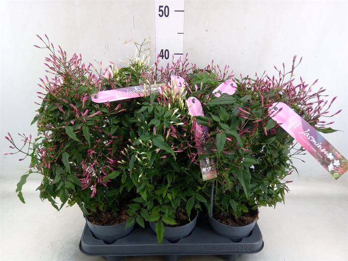 <h4>Jasminum polyanthum   ...rose</h4>