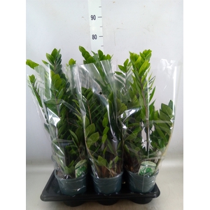 Zamioculcas zamiifolia