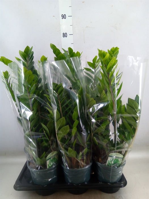 <h4>Zamioculcas zamiifolia</h4>