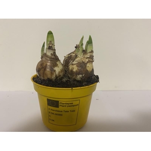 NARCISSUS CYCLAMINEUS
