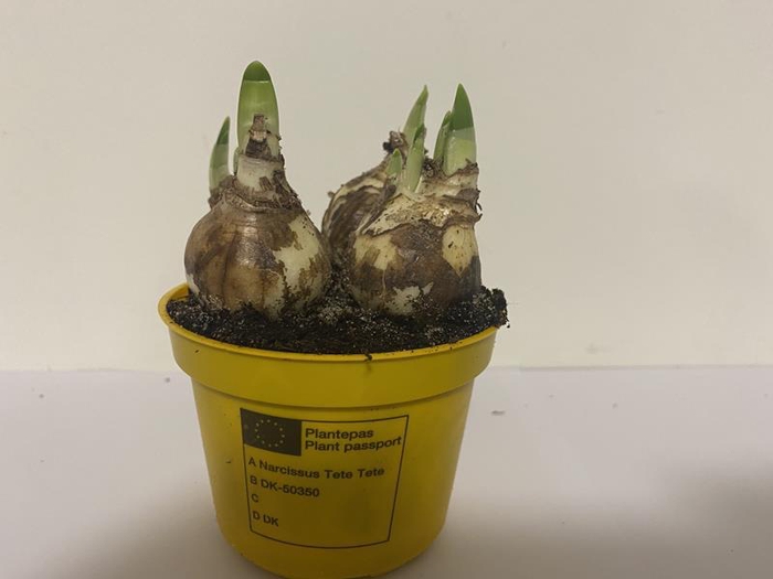 <h4>NARCISSUS CYCLAMINEUS</h4>