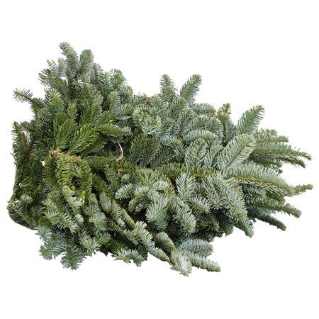 <h4>Nobilis Blauwband</h4>