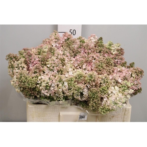 Syr Hy Maidens Blush 2+