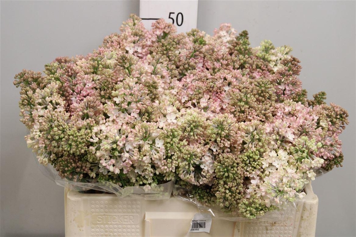 <h4>Syr Hy Maidens Blush 2+</h4>