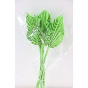 Dried Palm Spear 10pc Apple Green Bunch