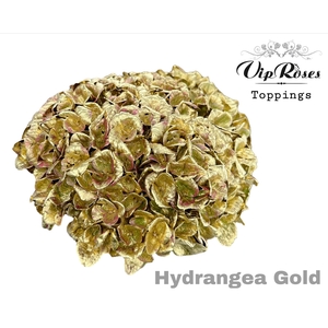 HYDR M GOLD 60cm