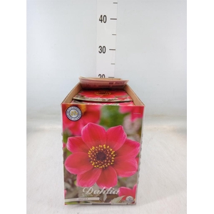 Dahlia   ...flowerbulbs