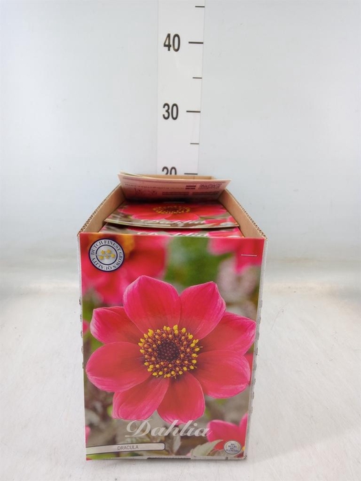 <h4>Dahlia   ...flowerbulbs</h4>