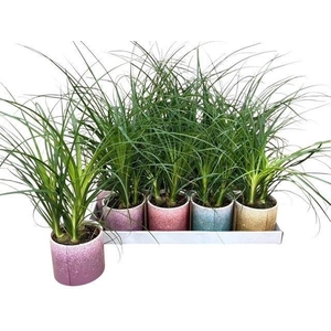 BEAUCARNEA RECUR