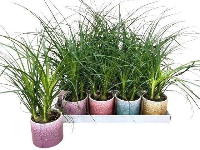 <h4>BEAUCARNEA RECUR</h4>