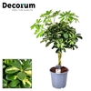 Schefflera Gold Capella gevlochten stam (Decorum)