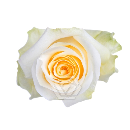 <h4>R GR CREME DE LA CREME Tessa</h4>