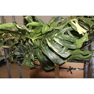 MONSTERA THAI CONSTELLATION P24