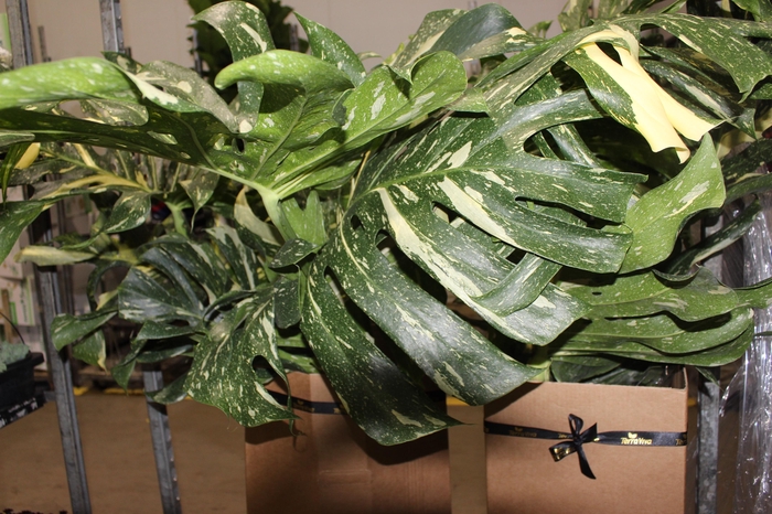 <h4>MONSTERA THAI CONSTELLATION P24</h4>