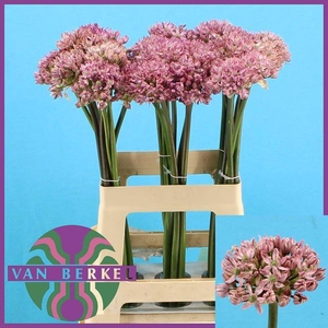 ALLIUM PINK JEWEL