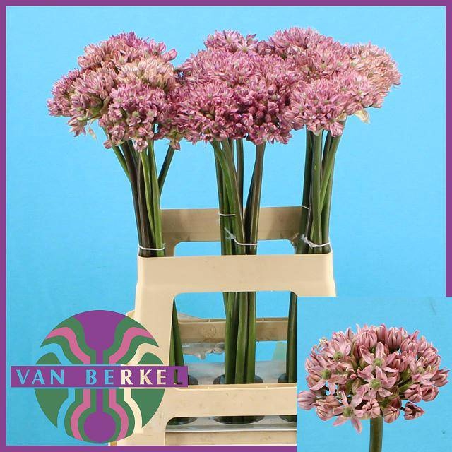 <h4>ALLIUM PINK JEWEL</h4>