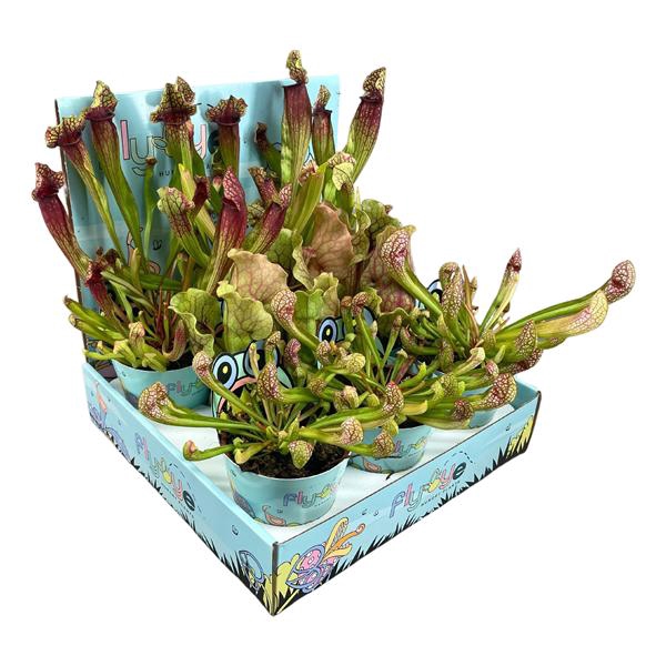 <h4>Sarracenia mix 8,5 cm in Flybye display</h4>