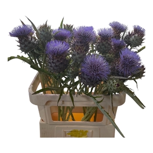 Cynara Cardunculus
