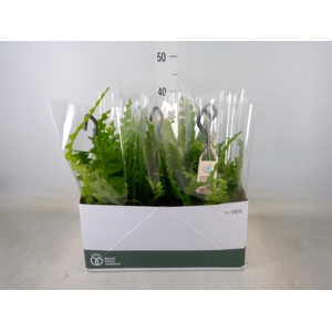 Epiphyllum anguliger