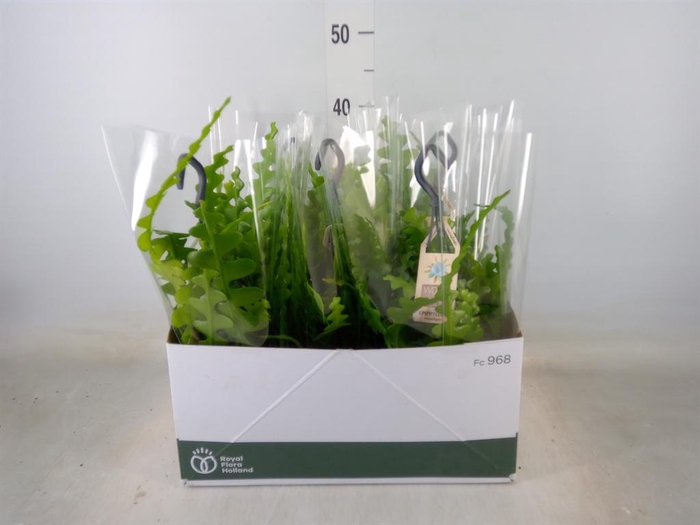 <h4>Epiphyllum anguliger</h4>