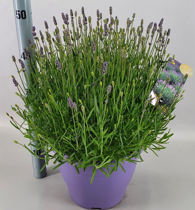 <h4>Lavandula angus. 'Essence Pure'</h4>