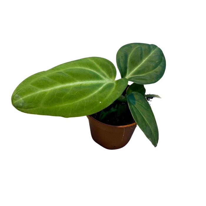 Anthurium blad