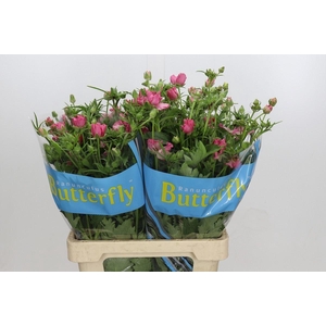 RANUNCULUS  'BUTTERFLY ISIS'