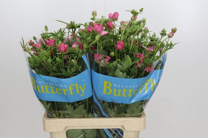 <h4>RANUNCULUS  'BUTTERFLY ISIS'</h4>